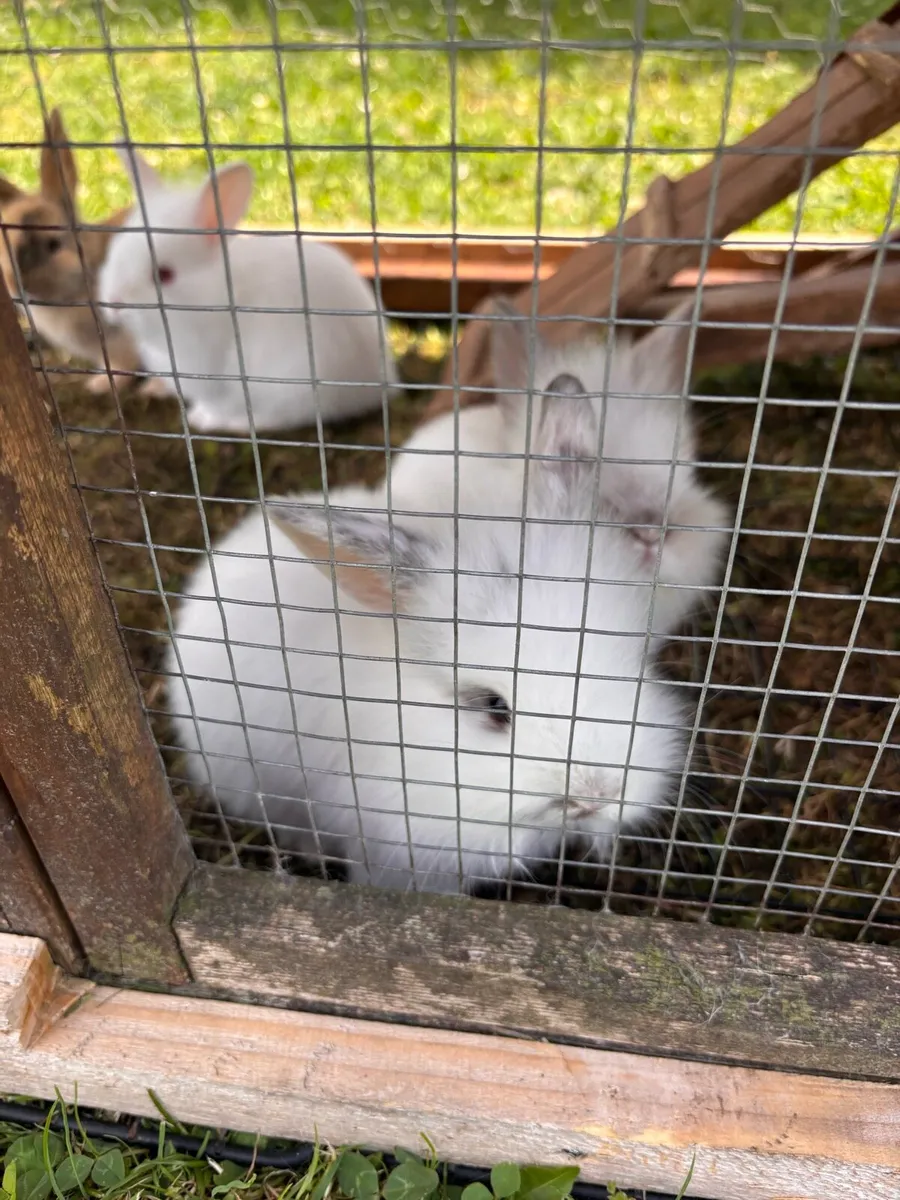Bunnies - Image 1