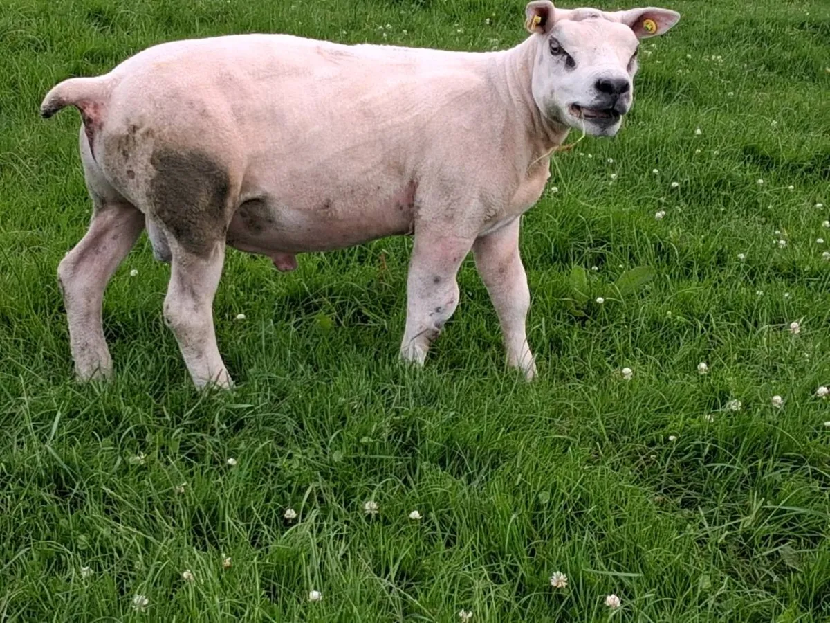 Pedigree reg rams - Image 2