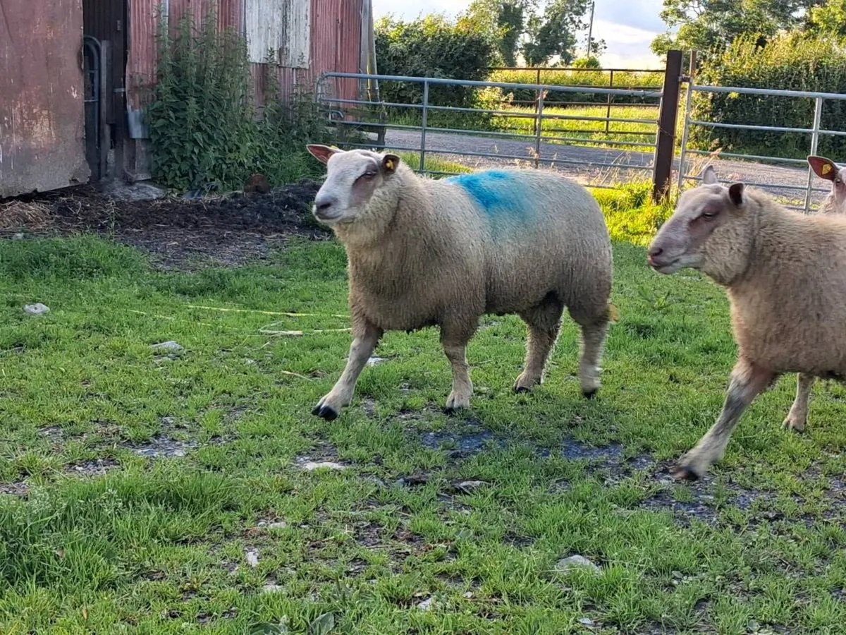 Pedigree reg rams - Image 3