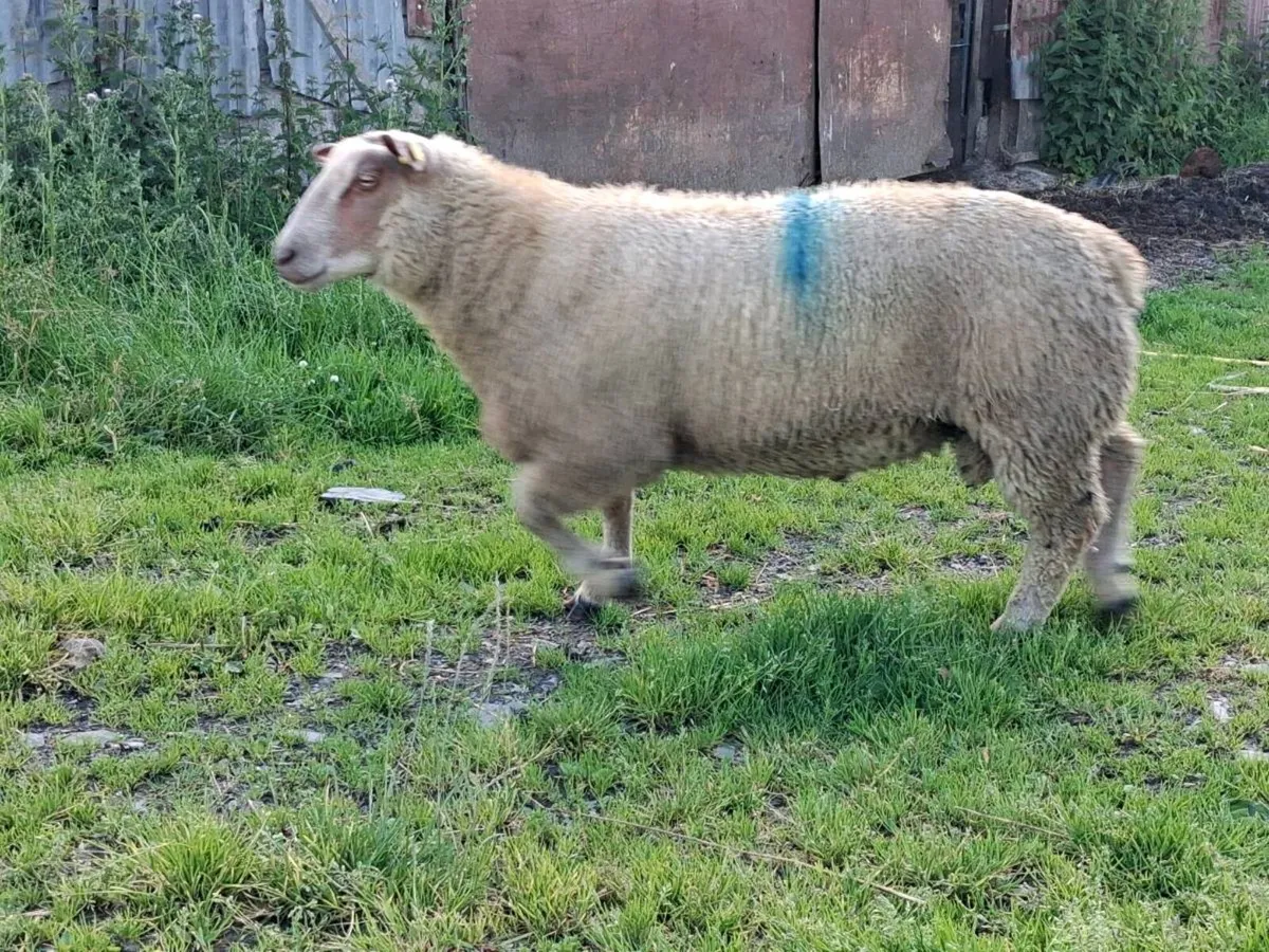 Pedigree reg rams - Image 4