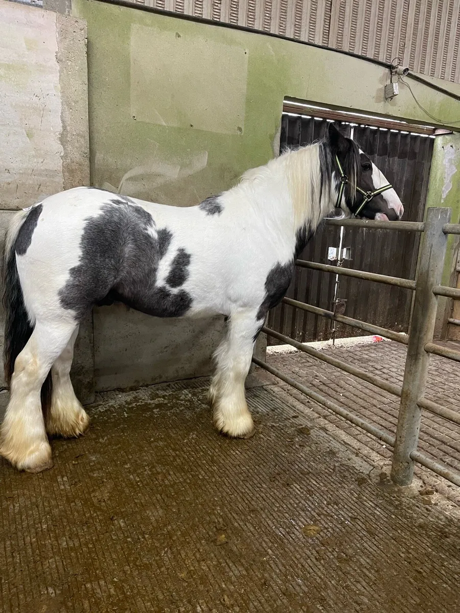 Skewbald stallion - Image 1