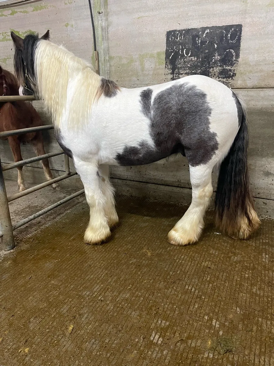 Skewbald stallion - Image 2