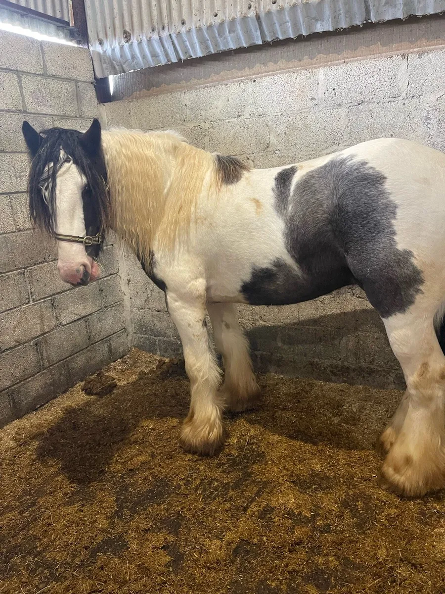 Skewbald stallion - Image 3