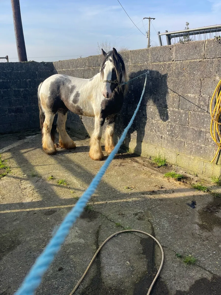 Skewbald stallion - Image 4
