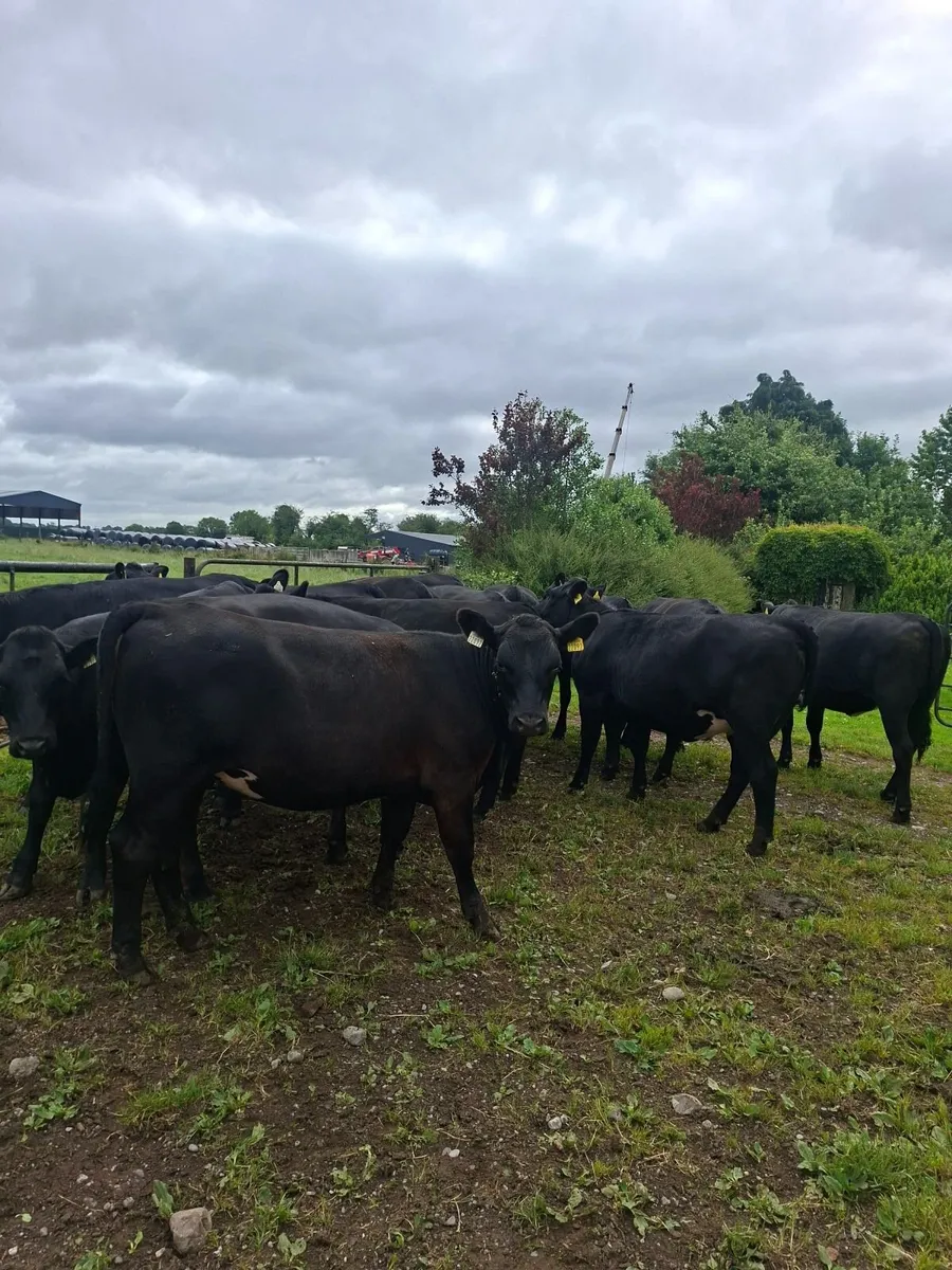 Angus heifers - Image 1