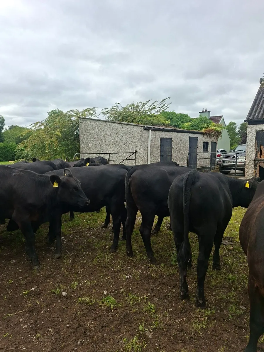 Angus heifers - Image 2
