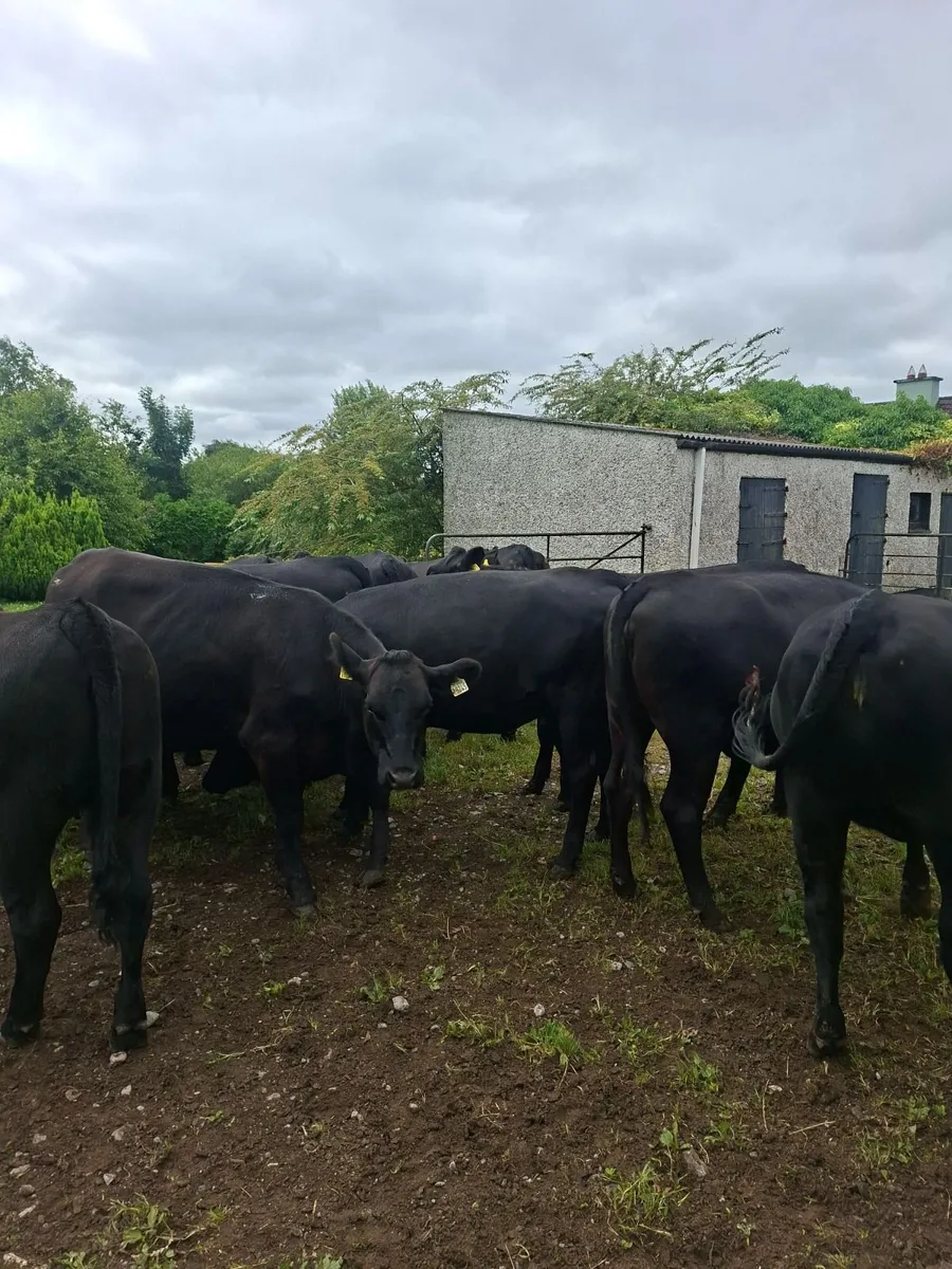 Angus heifers - Image 3