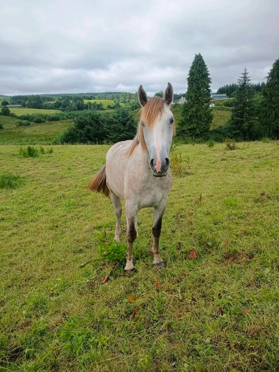 Lovely 2yr old filly - Image 1