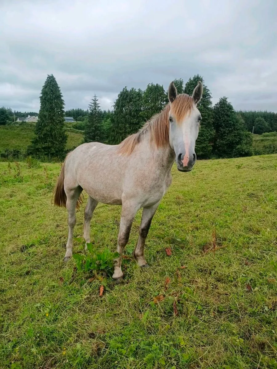 Lovely 2yr old filly - Image 2