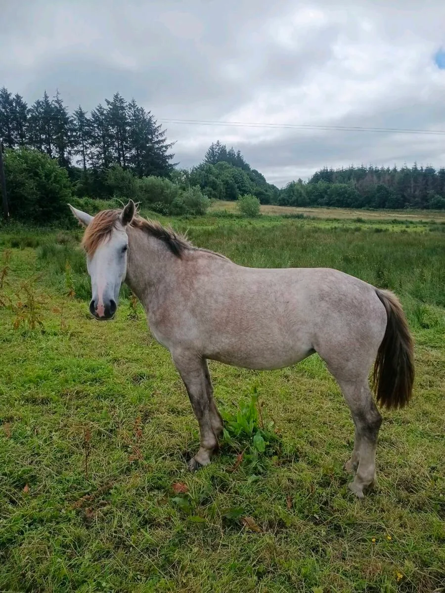Lovely 2yr old filly - Image 3