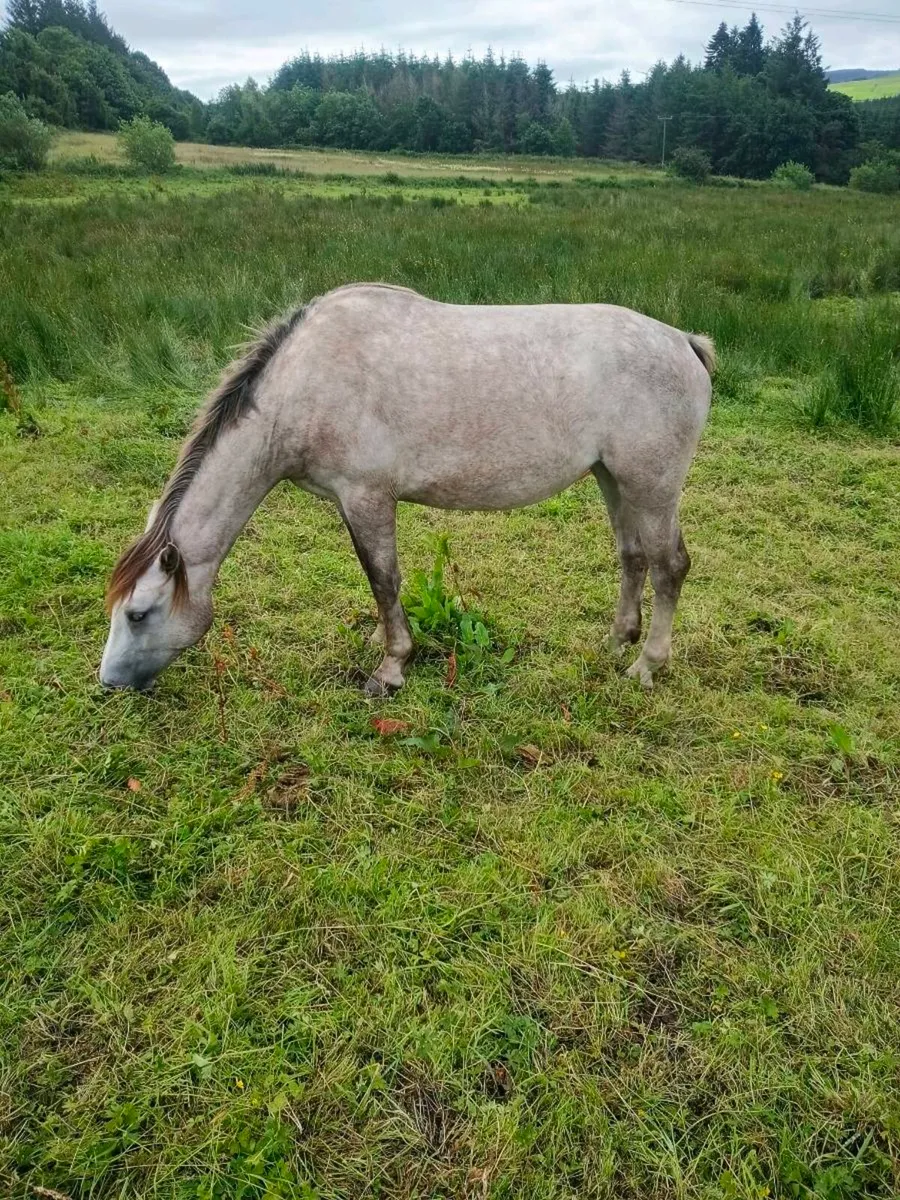 Lovely 2yr old filly - Image 4