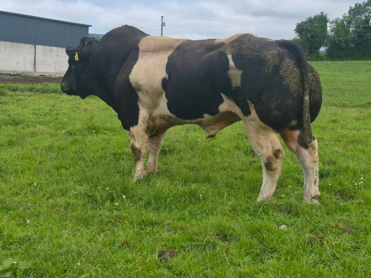 PBR Belgian Blue Stockbull - Image 1