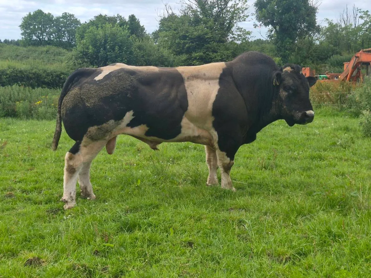 PBR Belgian Blue Stockbull - Image 2