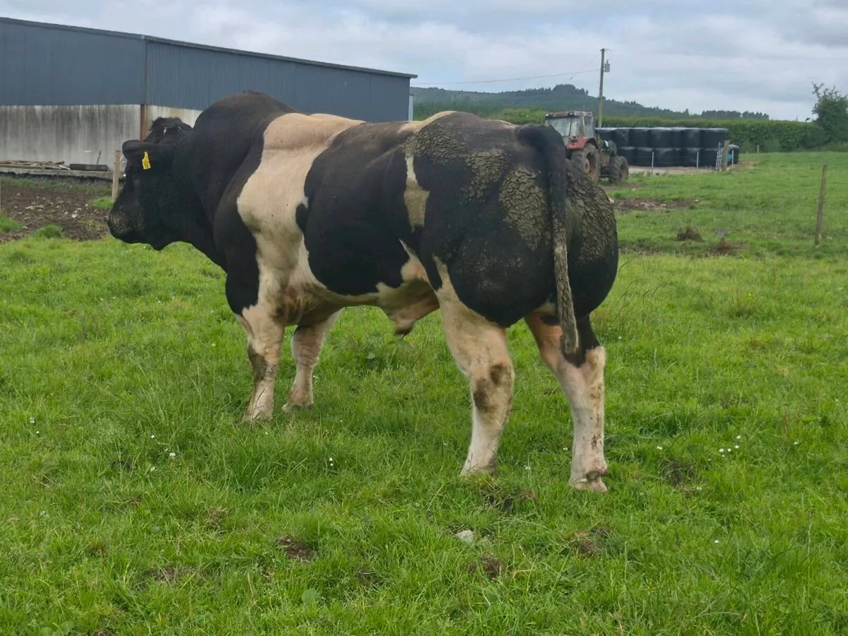 PBR Belgian Blue Stockbull - Image 3