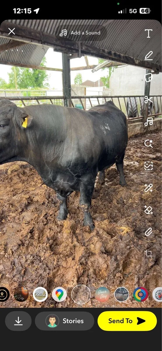 Angus bull - Image 1