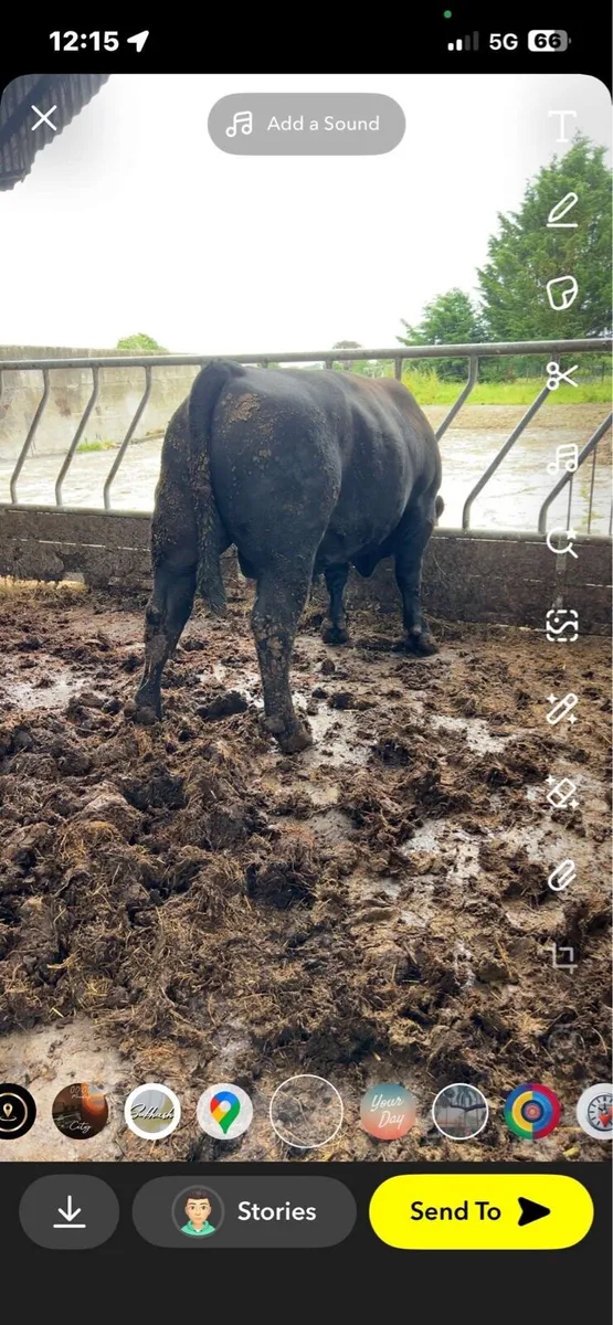 Angus bull - Image 2