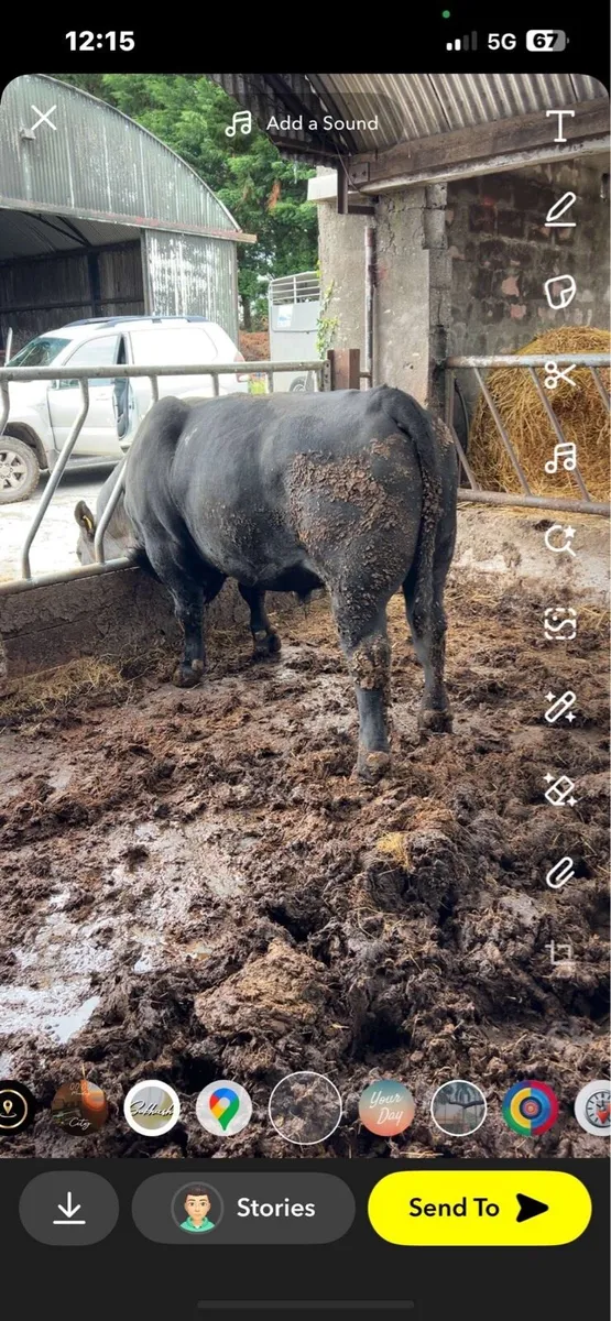 Angus bull - Image 3