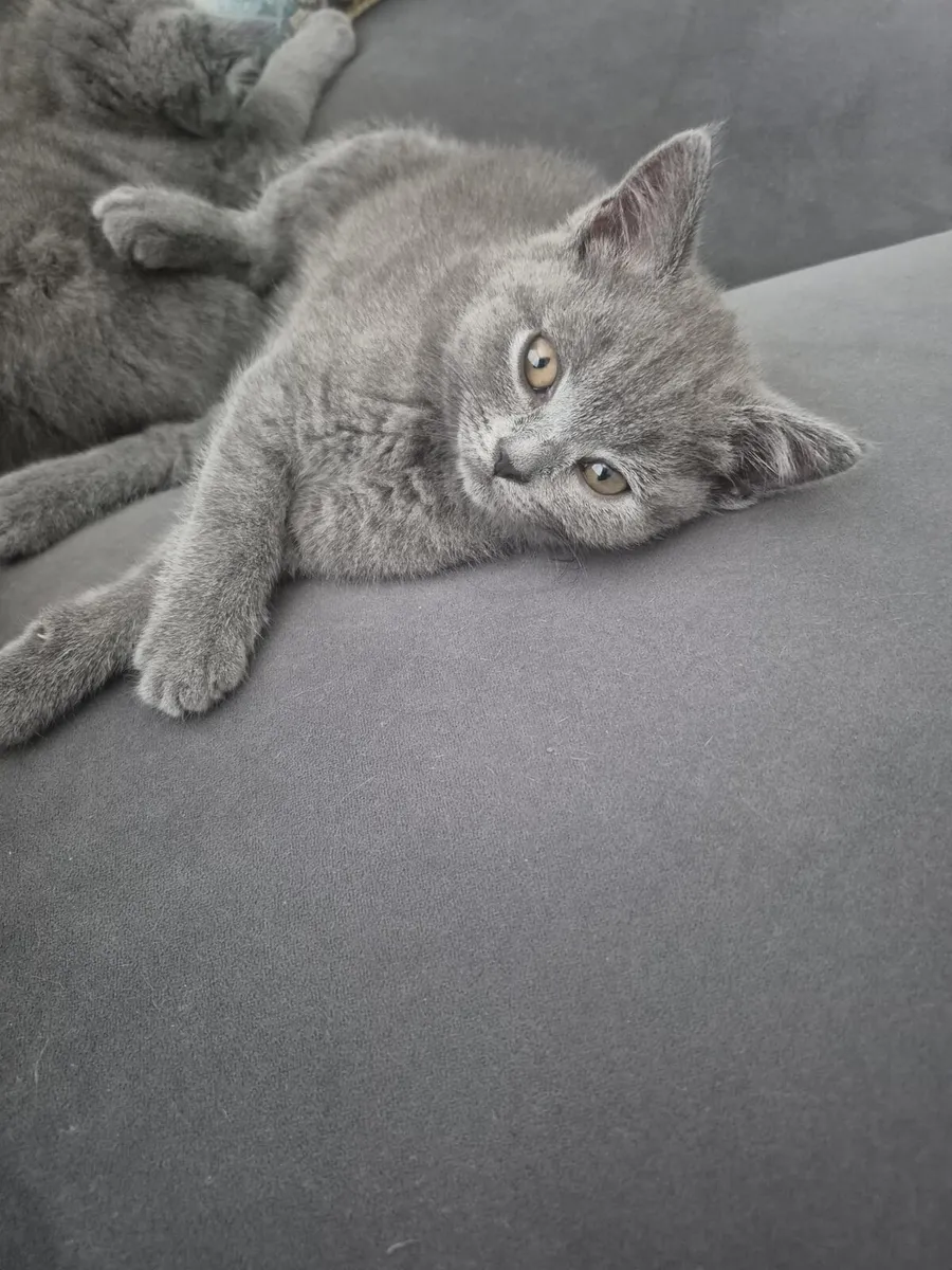 British Shorthair kittens - Image 2