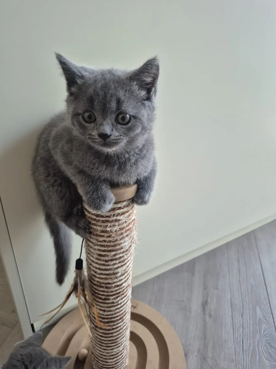 British Shorthair kittens - Image 1