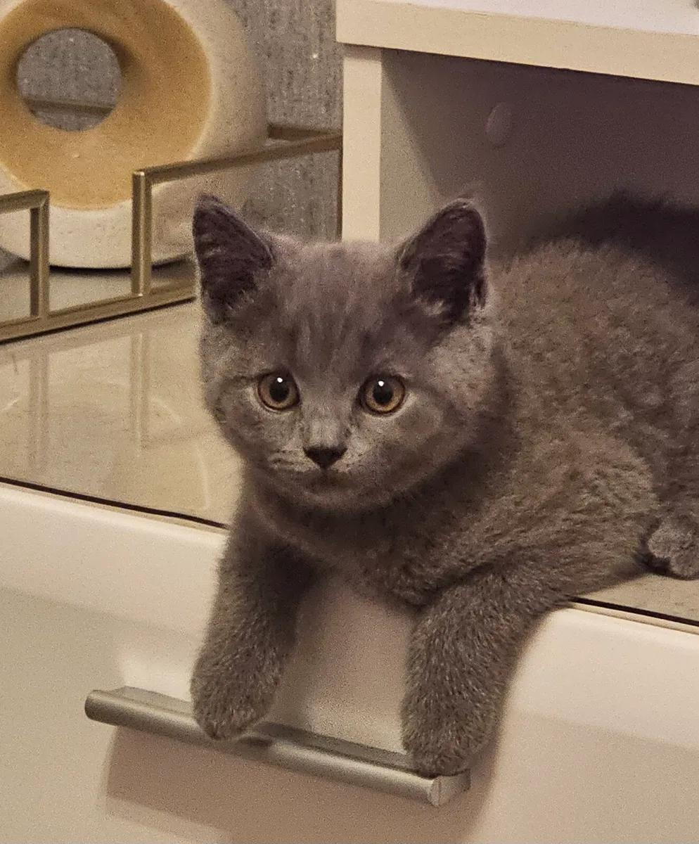 British Shorthair kittens - Image 3