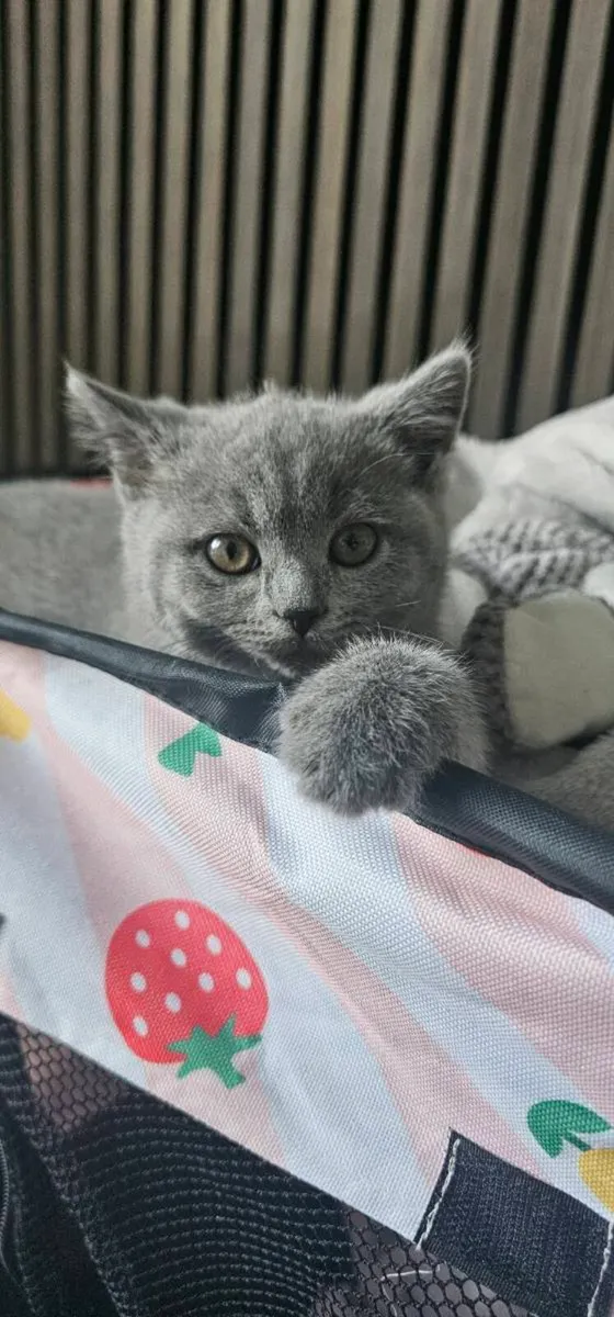 British Shorthair kittens - Image 4