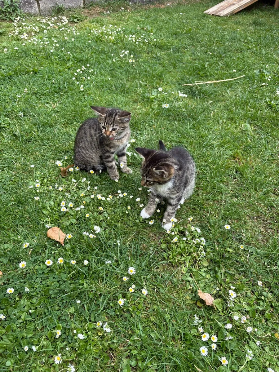 Kittens for sale - Image 1