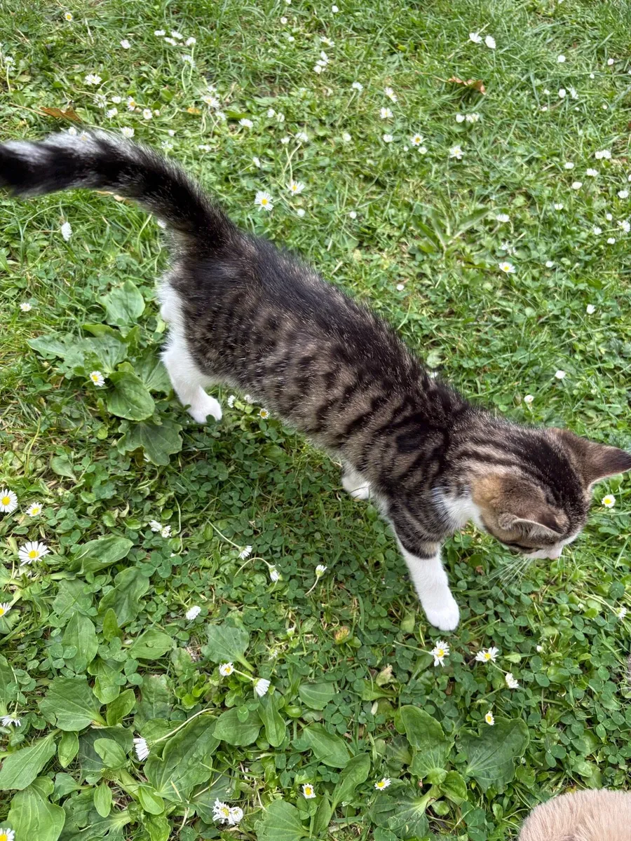Kittens for sale - Image 2
