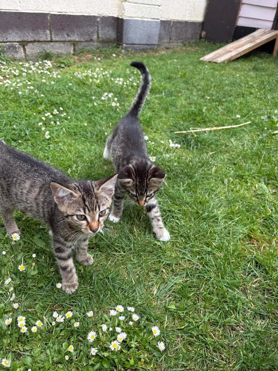 Kittens for sale - Image 3