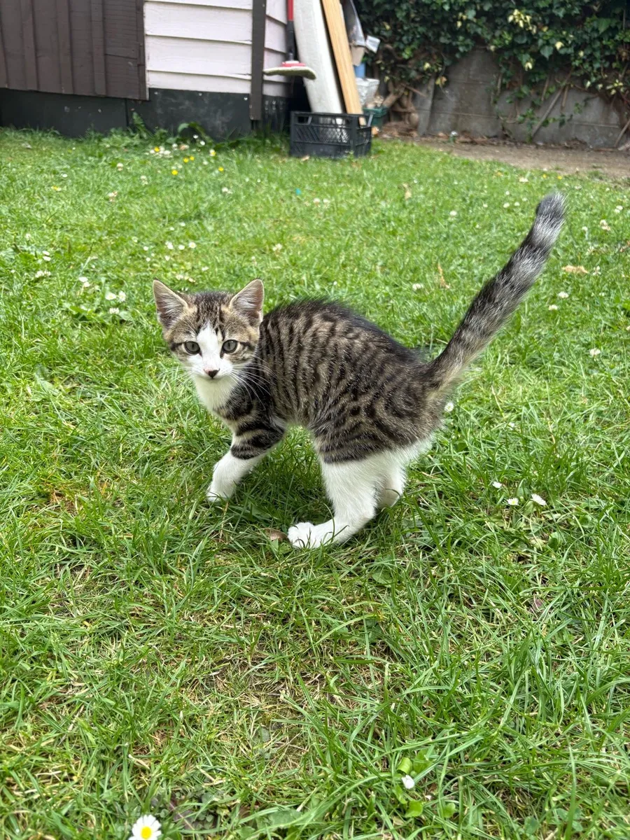 Kittens for sale - Image 4