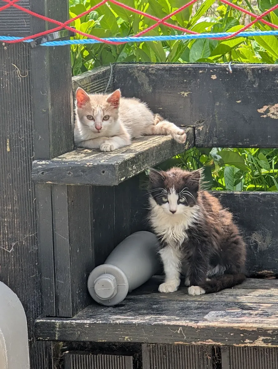 FREE Kittens to a good home - Image 1