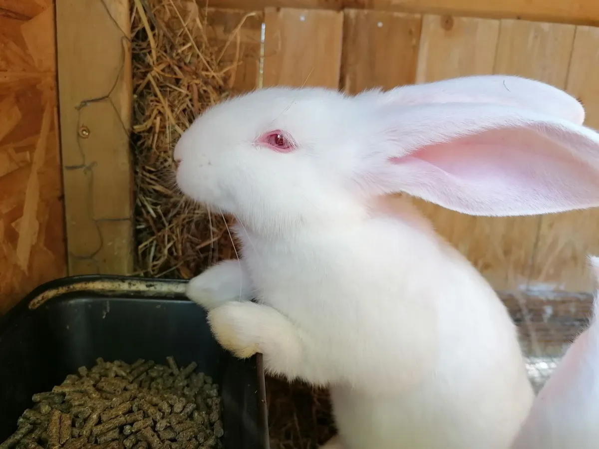 Giant Flemish rabbits - Image 2