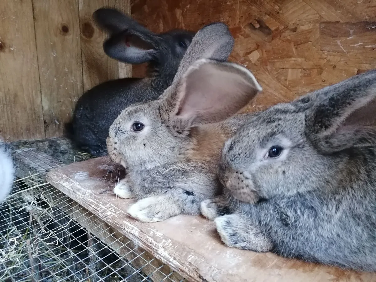 Giant Flemish rabbits - Image 4