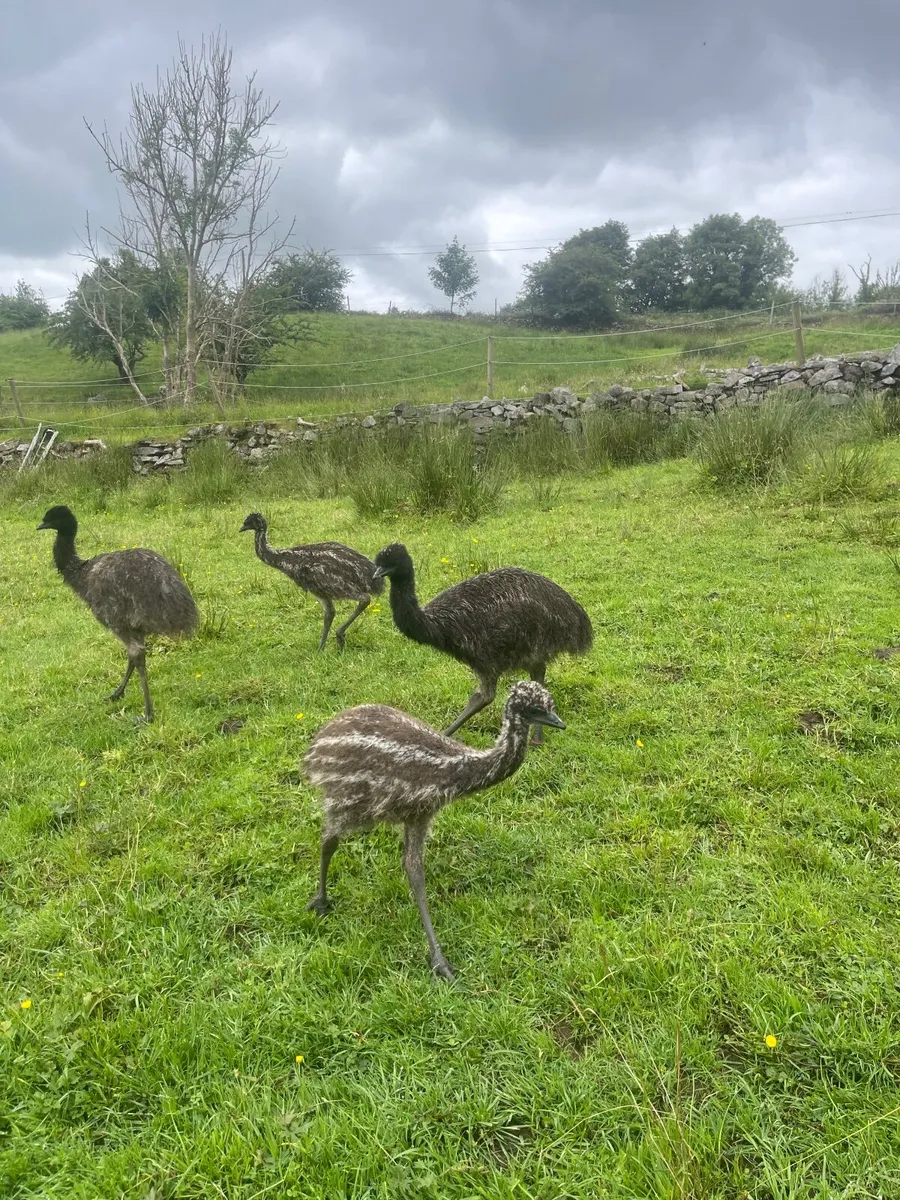 Emu and poultry - Image 1
