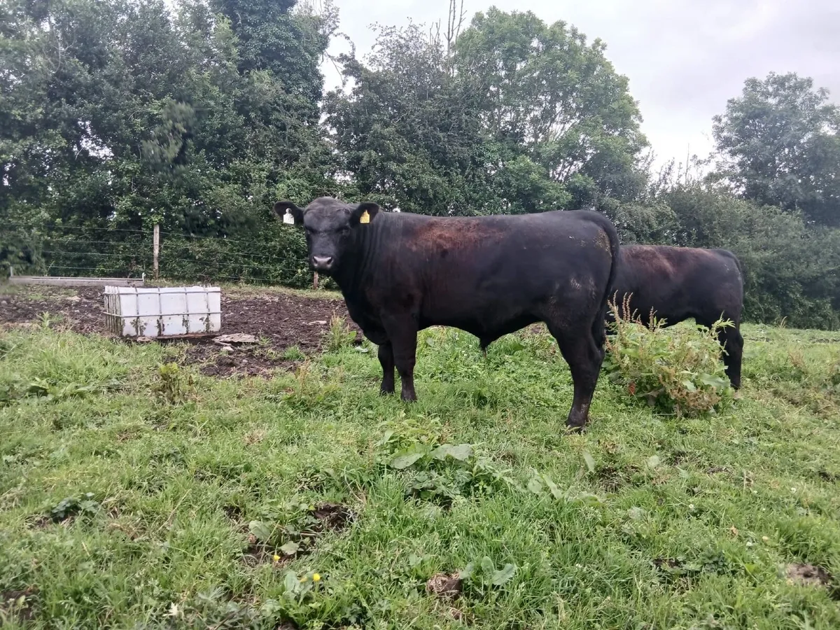 Bulls - Image 2