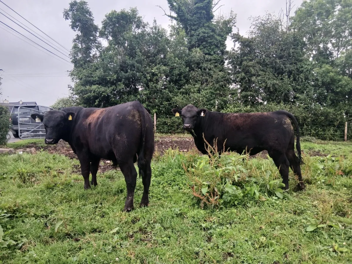 Bulls - Image 3