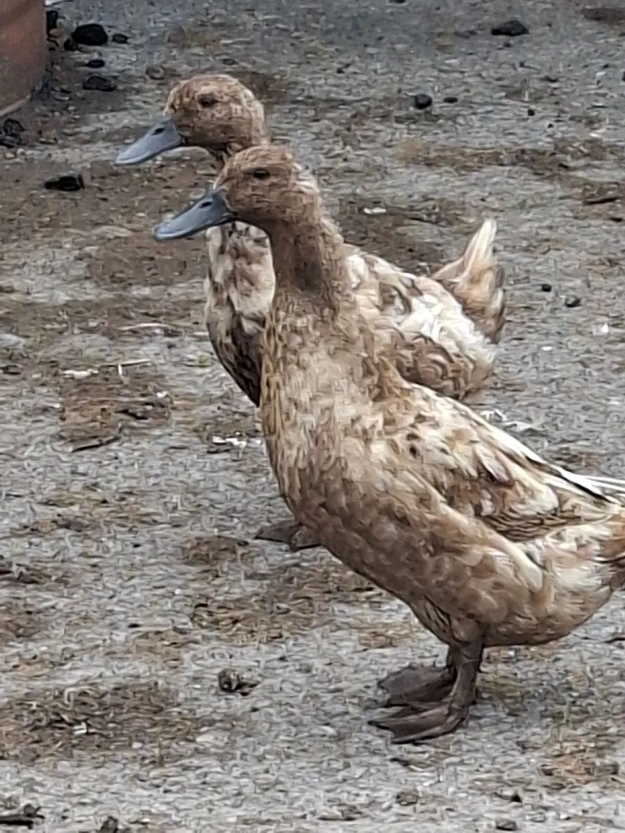 Khaki Campbell Ducks - Image 2