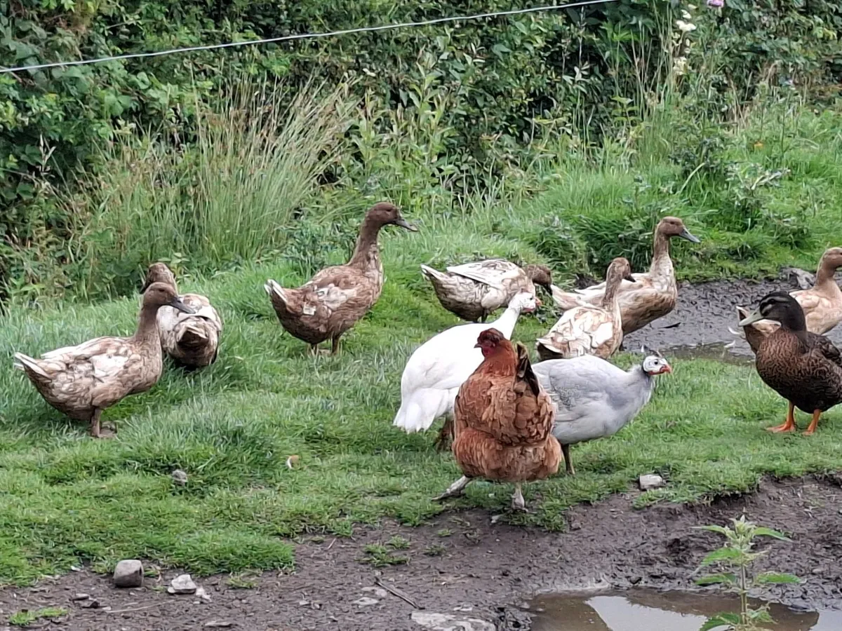 Khaki Campbell Ducks - Image 1