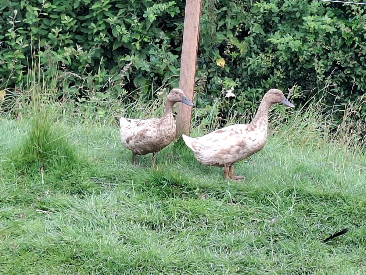 Khaki Campbell Ducks - Image 3