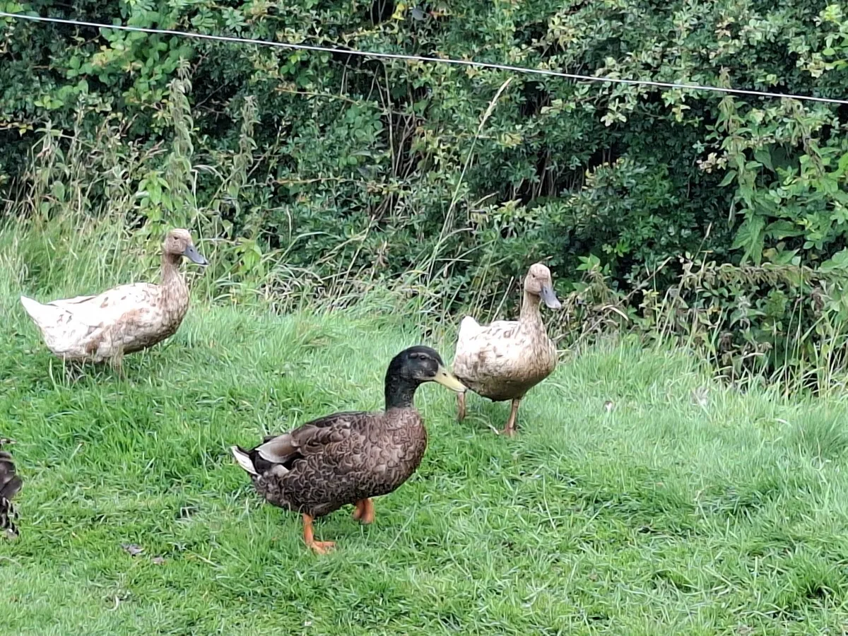 Khaki Campbell Ducks - Image 4