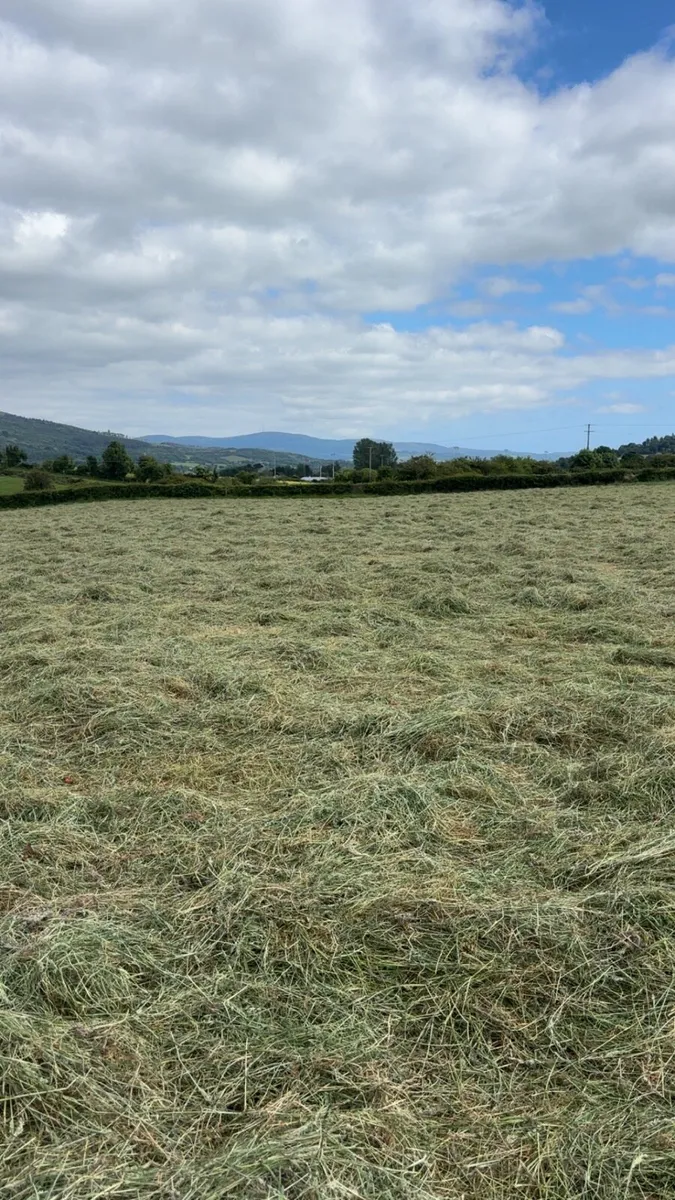 First cut haylage - Image 2