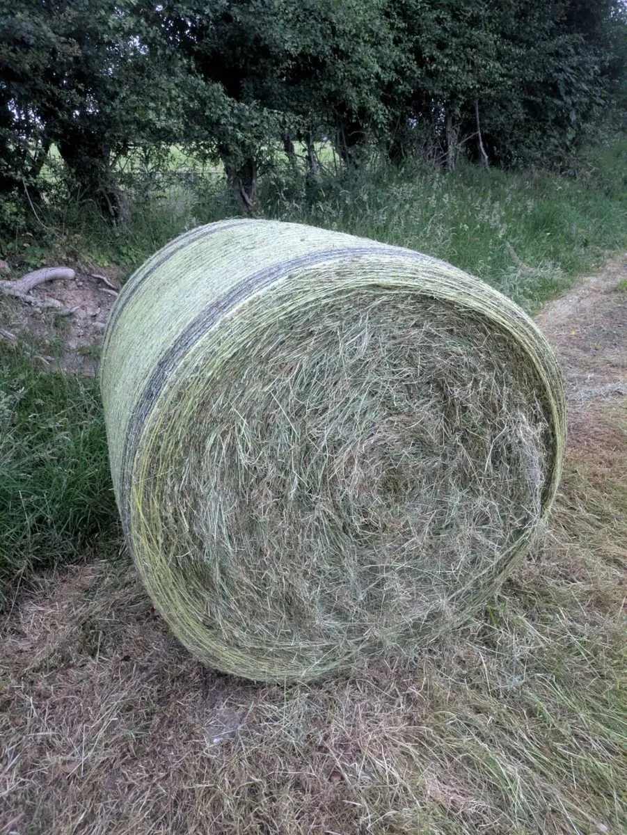 haylage - Image 1