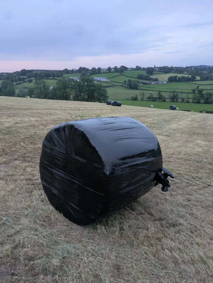 haylage - Image 2