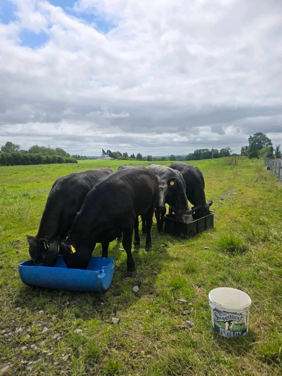 Breeding heifers for sale in balla mart - Image 1