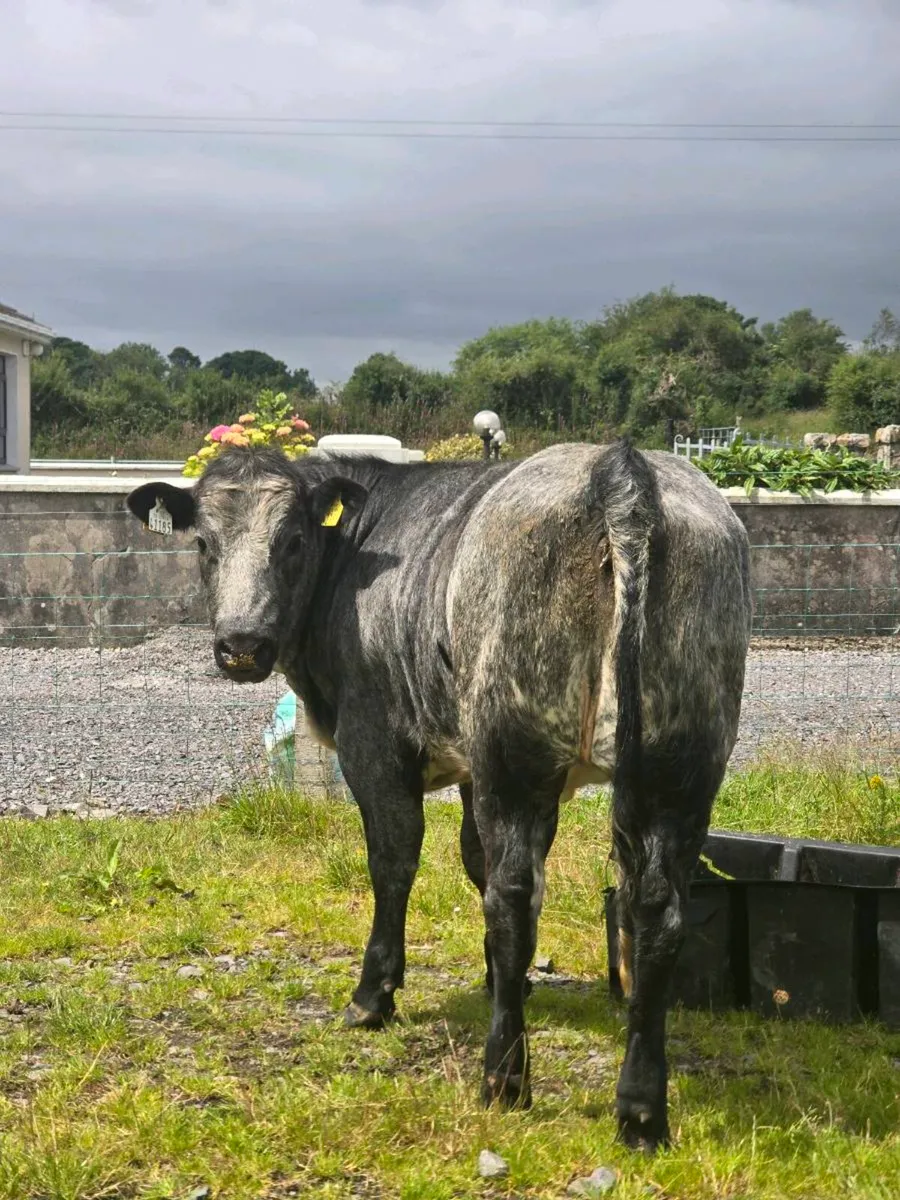 Breeding heifers for sale in balla mart - Image 2
