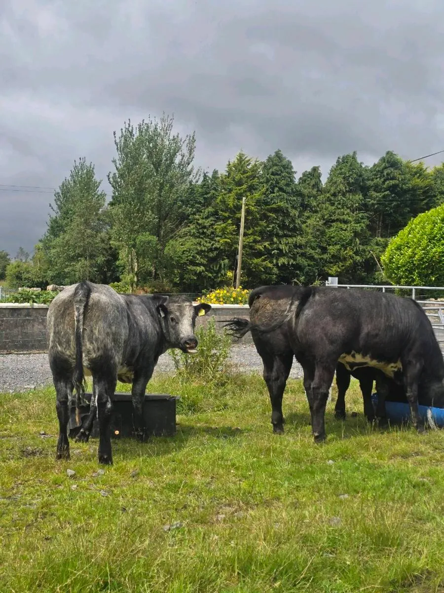 Breeding heifers for sale in balla mart - Image 3