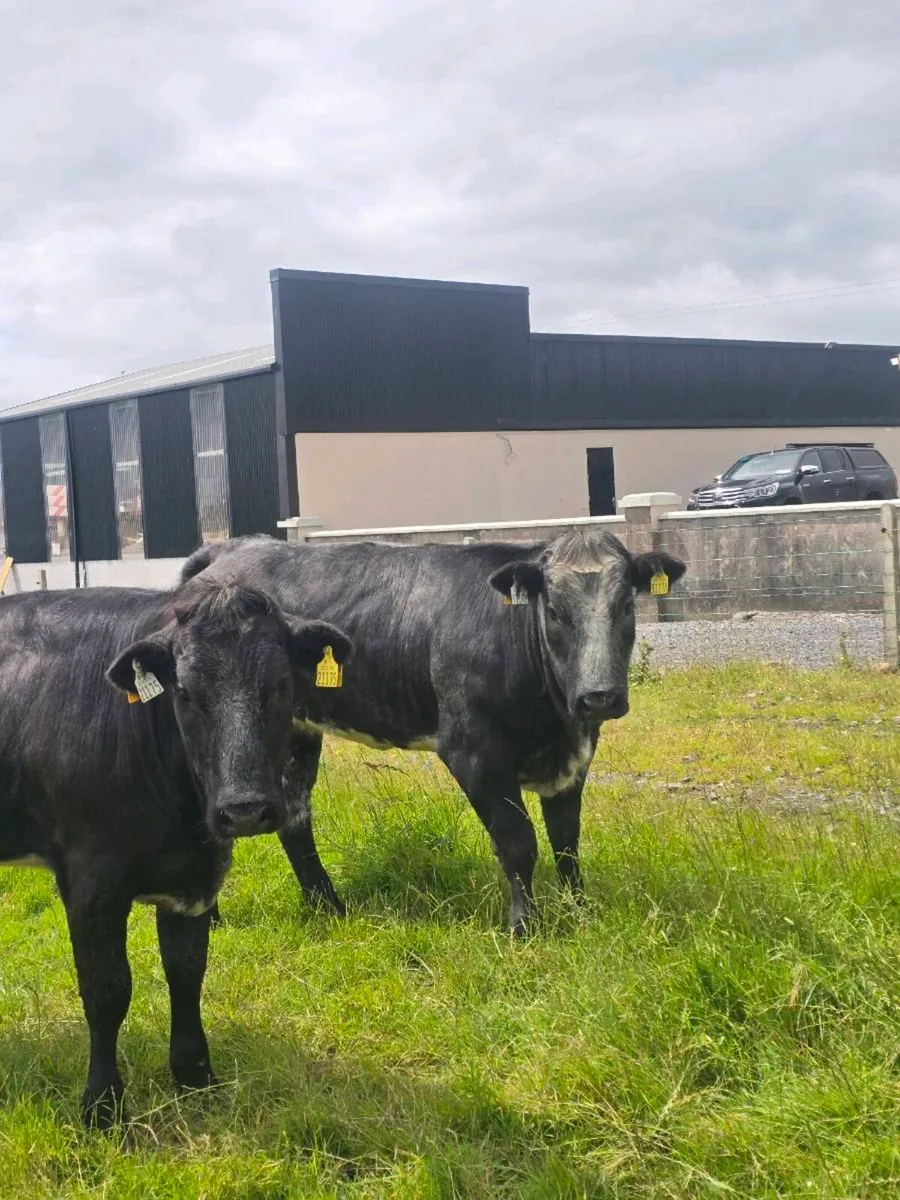 Breeding heifers for sale in balla mart - Image 4