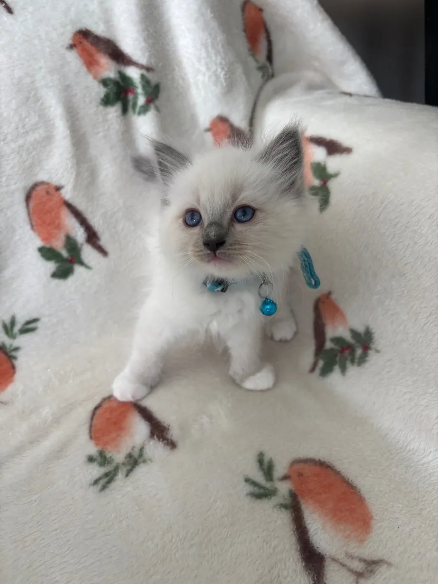 Ragdoll cats Purebred - Image 2
