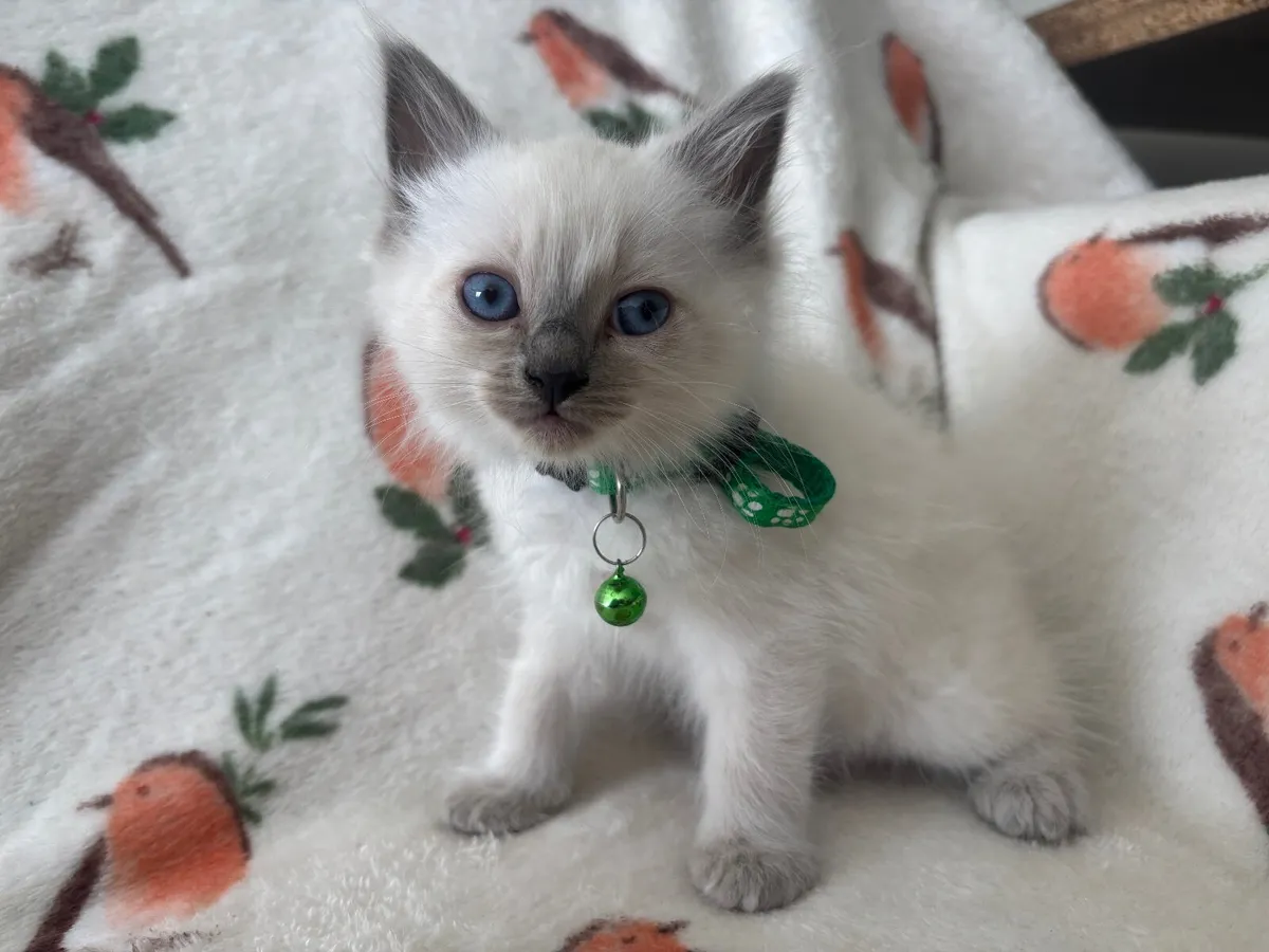 Ragdoll cats Purebred - Image 3