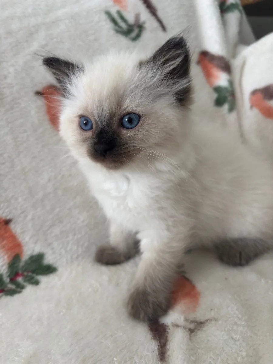 Ragdoll Kittens Purebred - Image 4