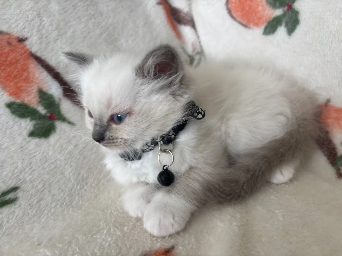 Ragdoll cats Purebred - Image 4